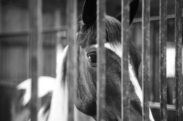 A quiet moment at the stall — Solitude Stables, Harwood, MD