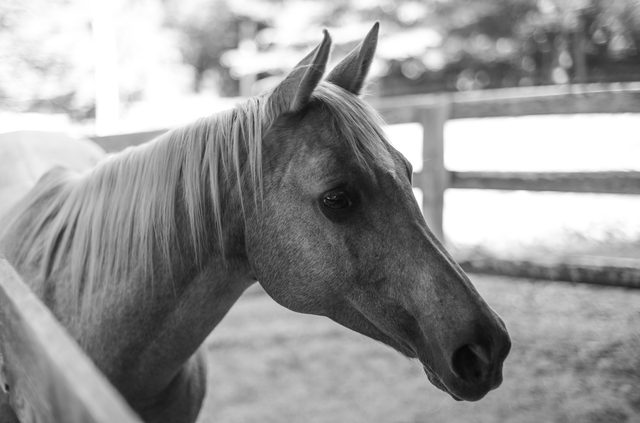 Portrait of a gentle soul — Solitude Stables, Harwood, MD