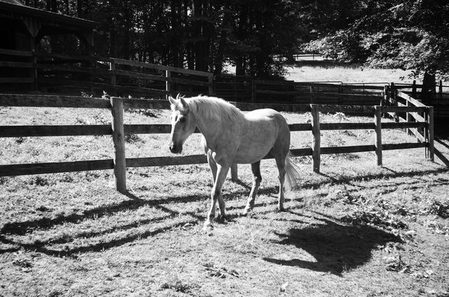 The long meadow — Solitude Stables, Harwood, MD