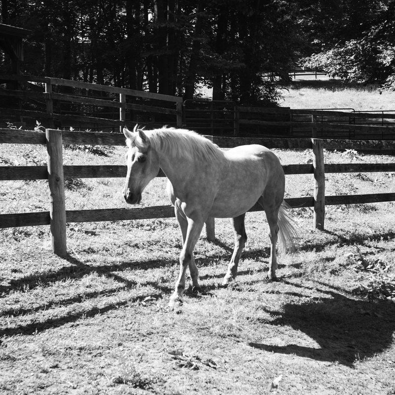 Open pasture at Solitude Stables