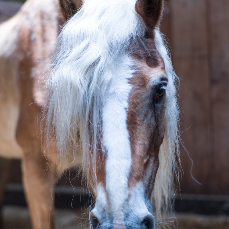 Cupcake, one of the horses at Solitude Stables