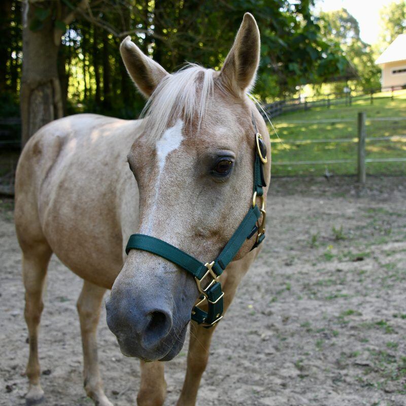Dolly, one of the horses at Solitude Stables