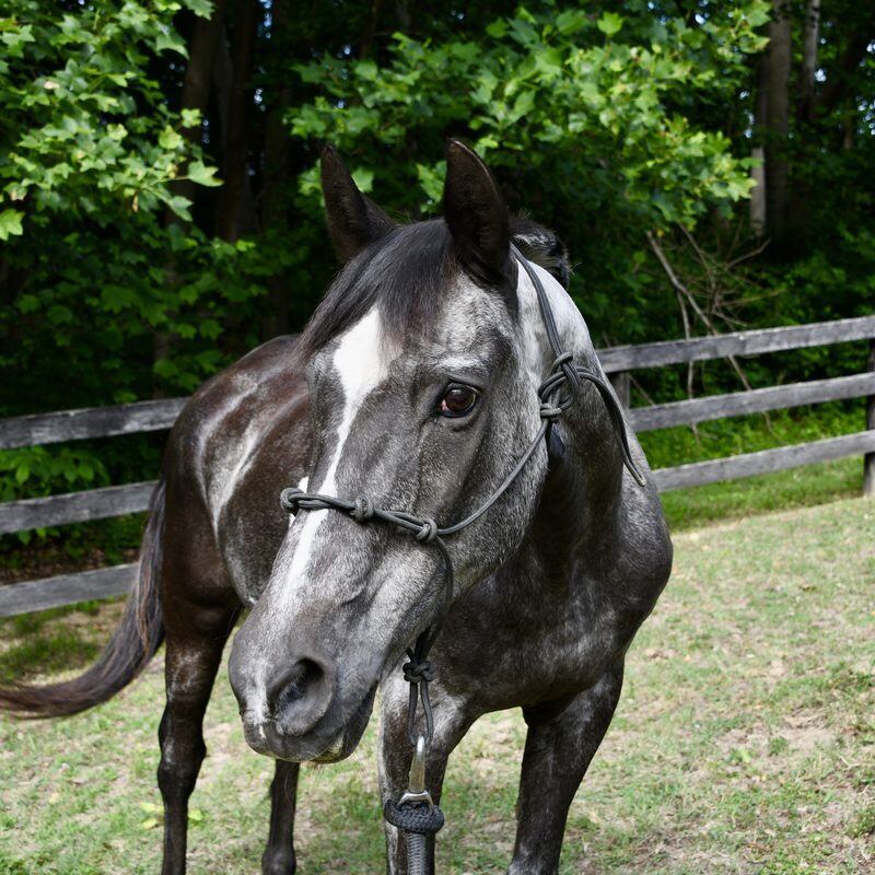 Dori, one of the horses at Solitude Stables