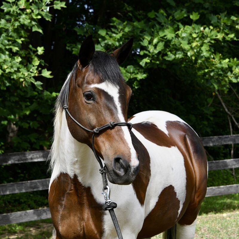 Musket, one of the horses at Solitude Stables