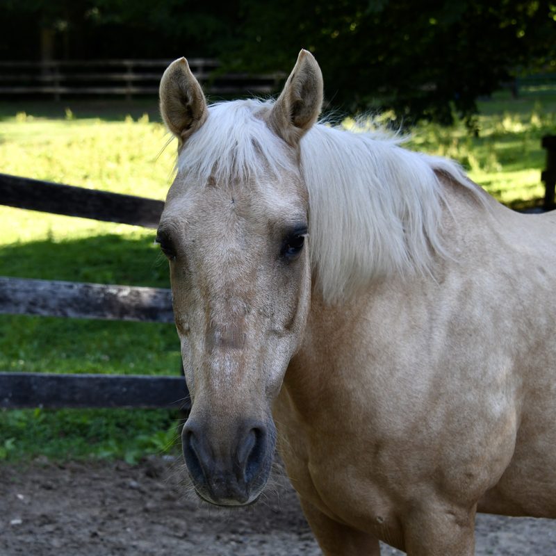 Twyla, one of the horses at Solitude Stables