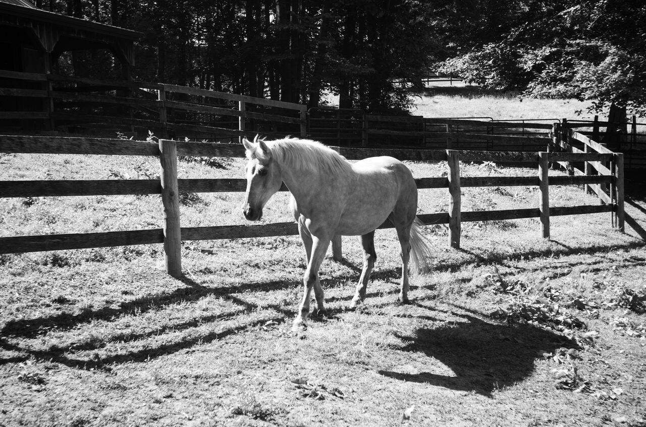 Best Horseback Riding Trails Near Severna Park, MD