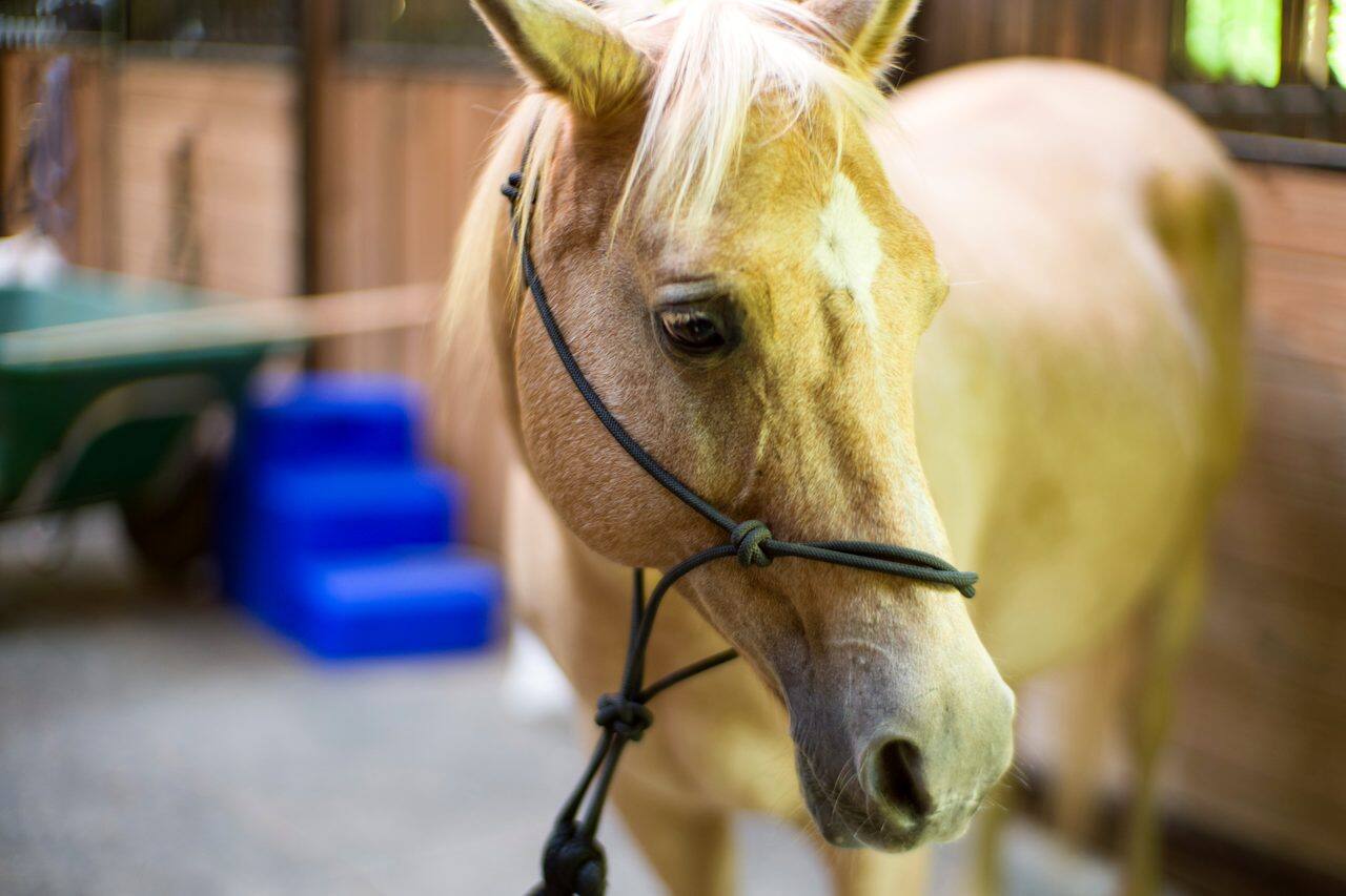 Close-up of a palomino lesson horse wearing a rope halter