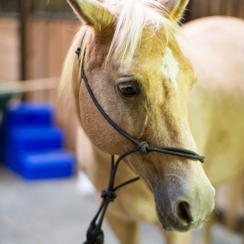 A palomino horse tacked up for a lesson