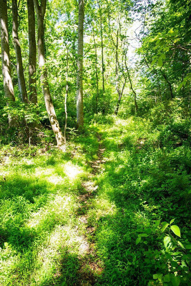 Sunlight on the path — Solitude Stables, Harwood, MD