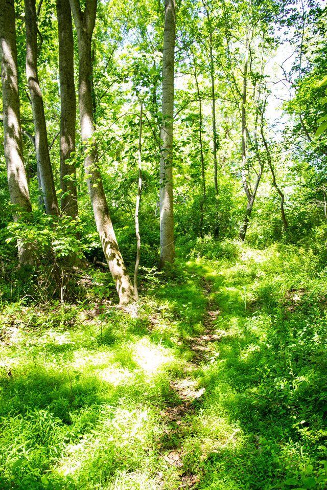 Into the green — Solitude Stables, Harwood, MD