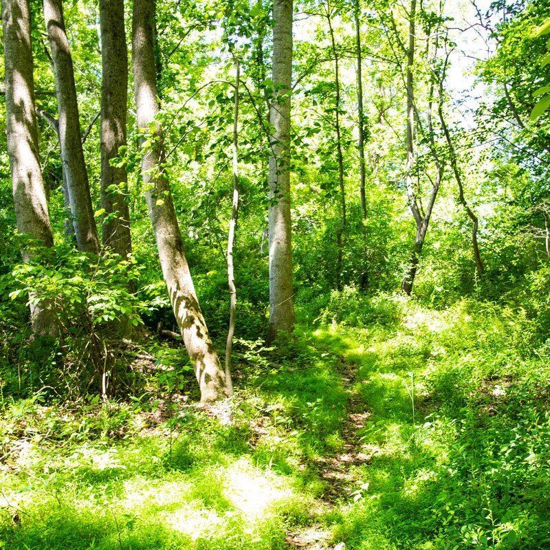 A quiet wooded riding trail
