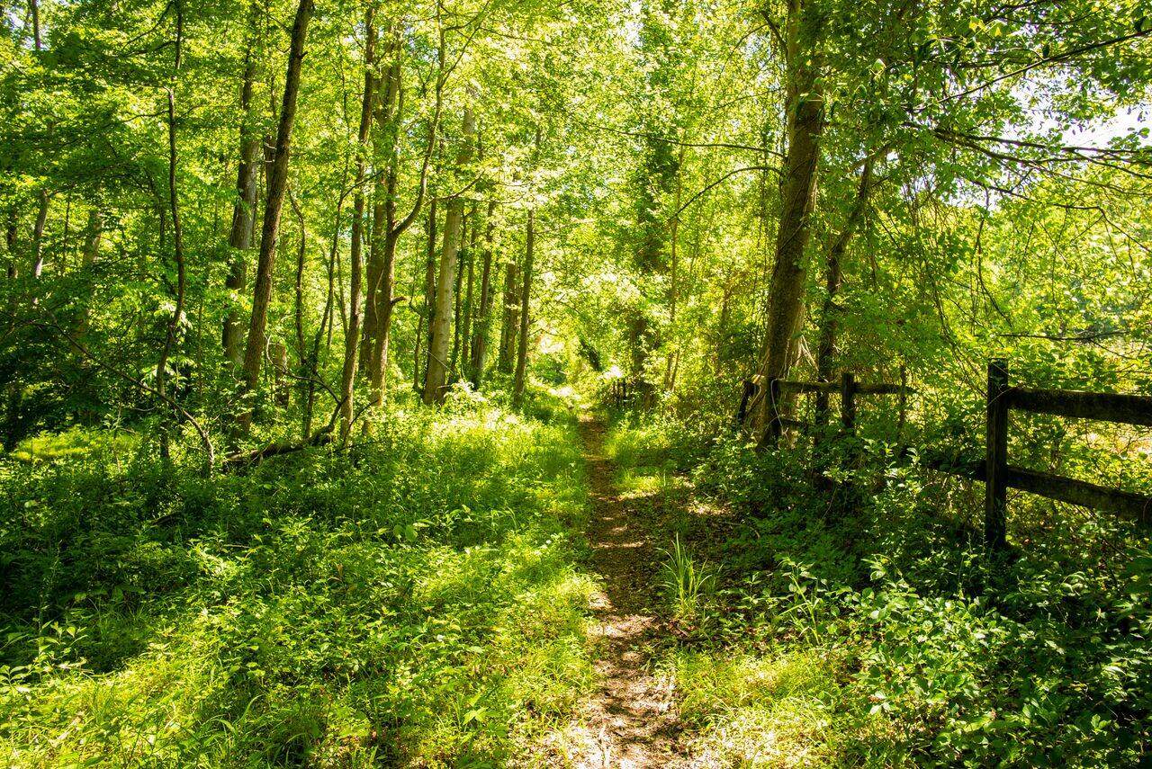 A sunlit wooded trail beside a wooden fence at Solitude Stables