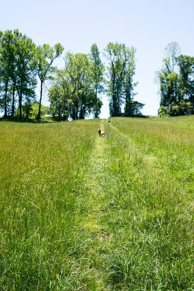 A four-legged trail companion — Solitude Stables, Harwood, MD
